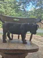 Lightning, a female American Bully for sale in Bainbridge, GA – 2 of 3