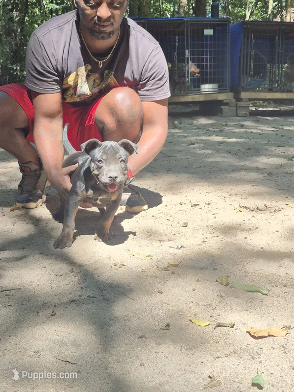 Lightning – American Bully puppy for sale in Bainbridge, GA