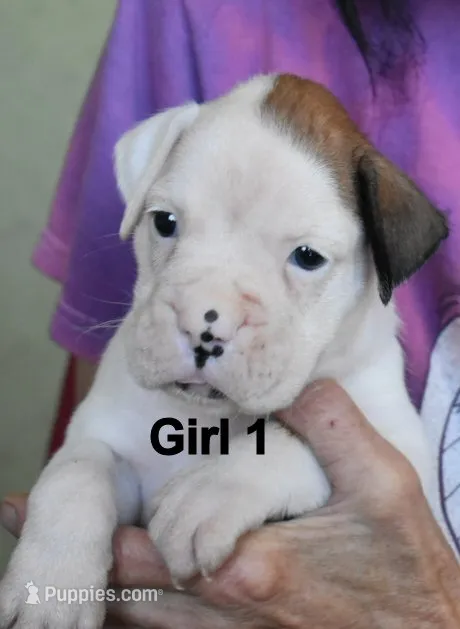 Girl – Boxer puppy for sale in Akeley, MN
