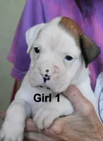 Girl, a female Boxer for sale in Akeley, MN – 1 of 3
