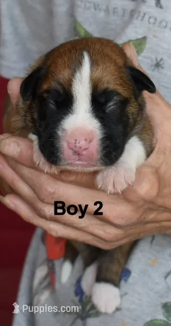 boy  – Boxer puppy for sale in Akeley, MN