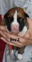 boy , a male Boxer for sale in Akeley, MN – 1 of 3