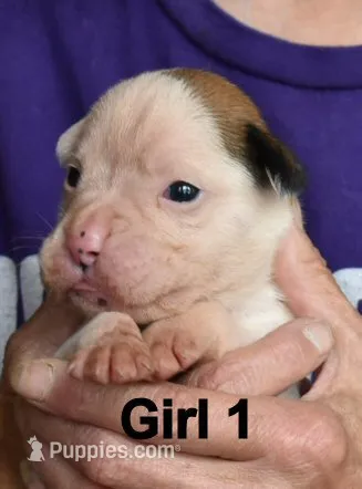 Girl – Boxer puppy for sale in Akeley, MN