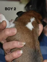 boy , a male Boxer for sale in Akeley, MN – 3 of 3