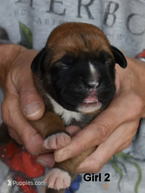 Girl – Boxer puppy for sale in Akeley, MN