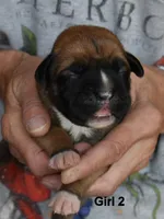 Girl, a female Boxer for sale in Akeley, MN – 1 of 2