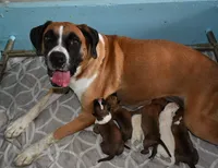 boy , a male Boxer for sale in Akeley, MN – 2 of 2