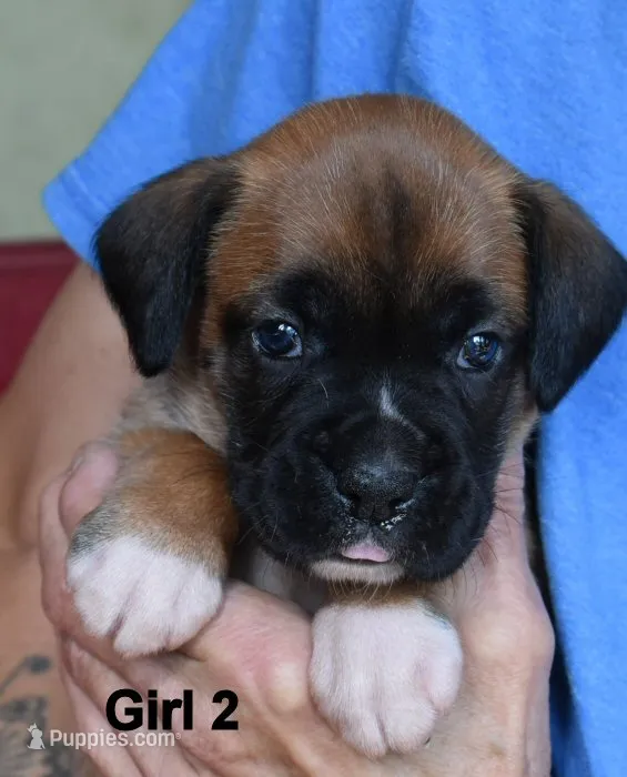 Girl – Boxer puppy for sale in Akeley, MN
