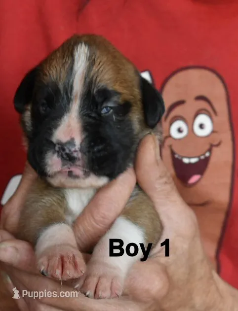 boy  – Boxer puppy for sale in Akeley, MN