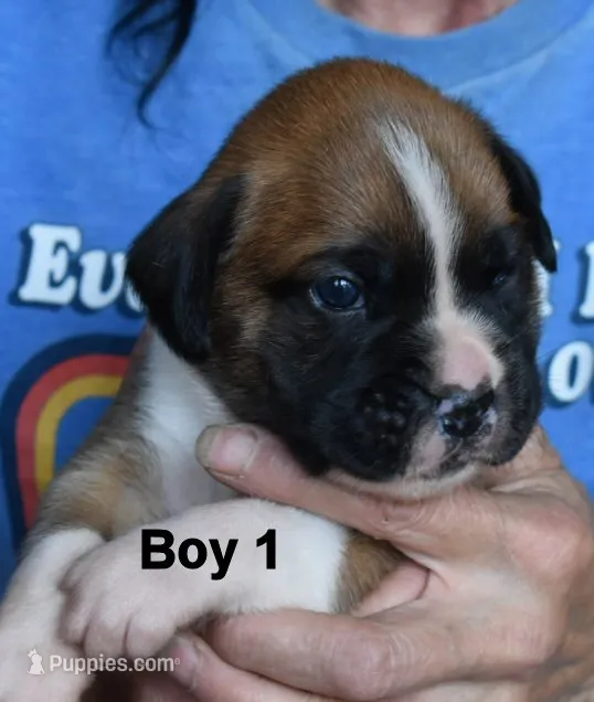 boy  – Boxer puppy for sale in Akeley, MN