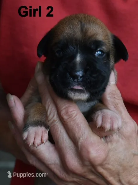Girl – Boxer puppy for sale in Akeley, MN