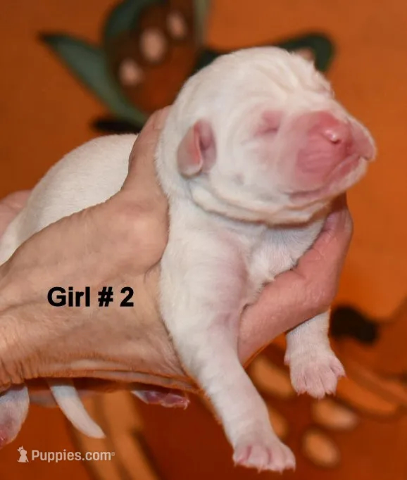 Girl 2