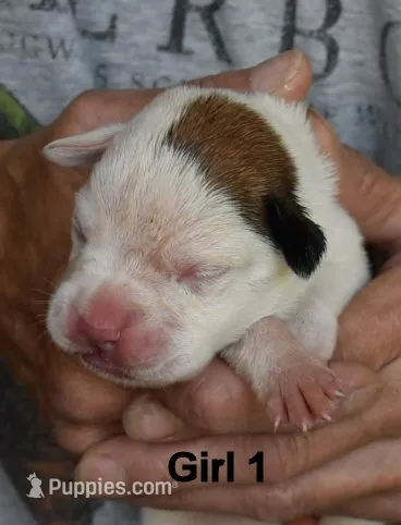 Girl – Boxer puppy for sale in Akeley, MN