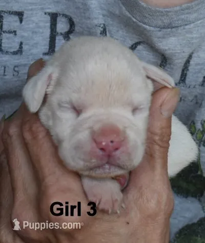 Girl – Boxer puppy for sale in Akeley, MN