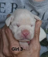 Girl, a female Boxer for sale in Akeley, MN – 1 of 2
