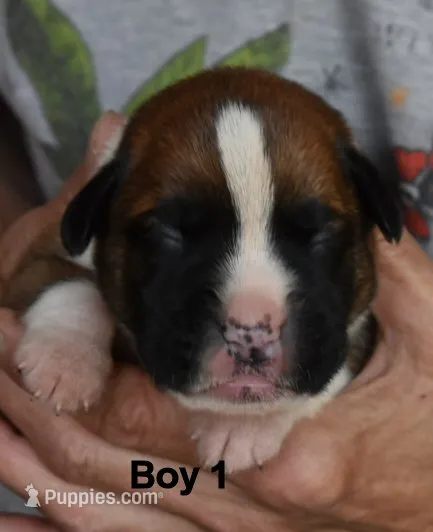 boy  – Boxer puppy for sale in Akeley, MN