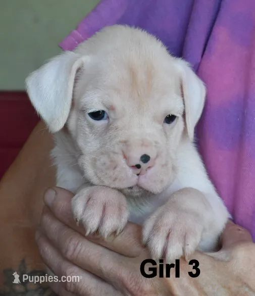 Girl – Boxer puppy for sale in Akeley, MN