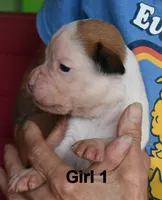 Girl, a female Boxer for sale in Akeley, MN – 3 of 3
