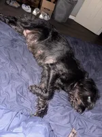 Double Doodles, a male Double Doodle for sale in Charlotte, NC – 1 of 1