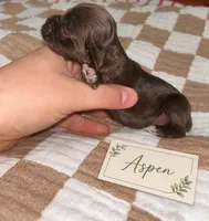 Aspen, a female Cocker Spaniel for sale in Texarkana, AR – 2 of 4