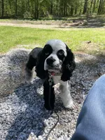 Pebbles, a female Cocker Spaniel for sale in Texarkana, AR – 3 of 5