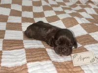 Aspen, a female Cocker Spaniel for sale in Texarkana, AR – 4 of 4