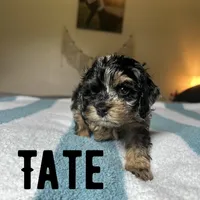 Tate, a male Cockapoo for sale in Texarkana, AR – 4 of 5