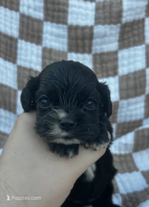 Laurel – Cocker Spaniel puppy for sale in Texarkana, AR