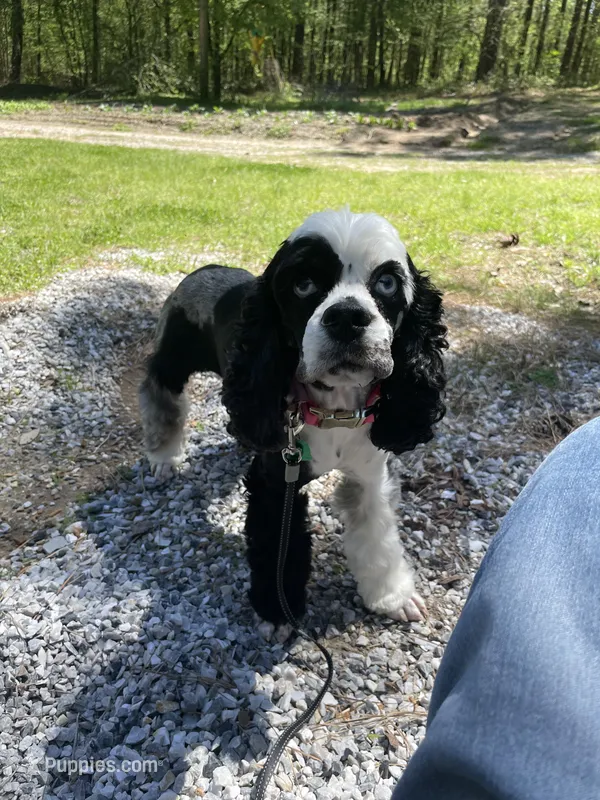 Pebbles – Cocker Spaniel puppy for sale in Texarkana, AR