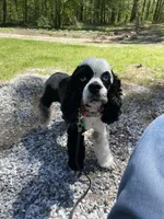 Pebbles, a female Cocker Spaniel for sale in Texarkana, AR – 1 of 5