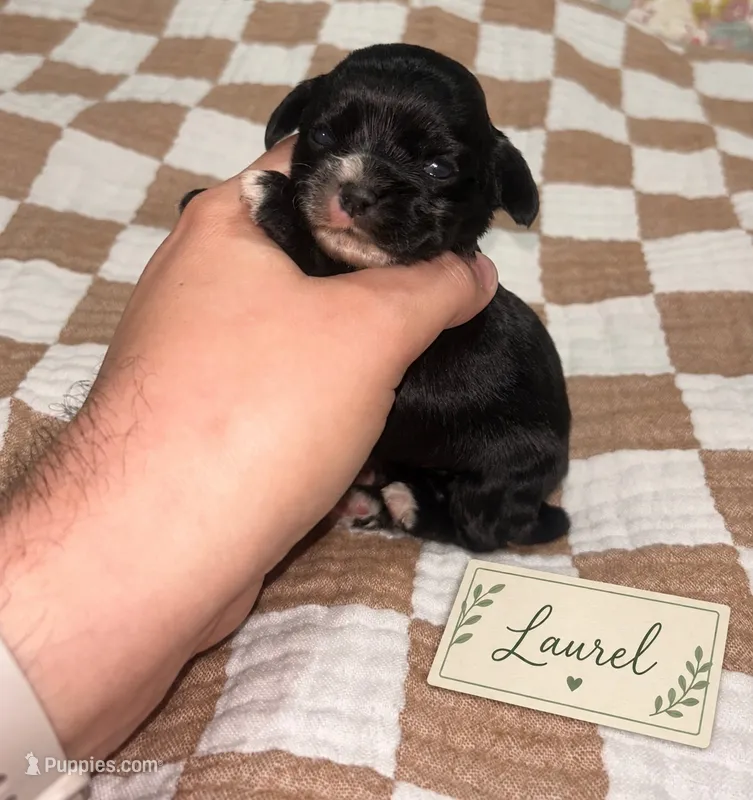 Laurel – Cocker Spaniel puppy for sale in Texarkana, AR
