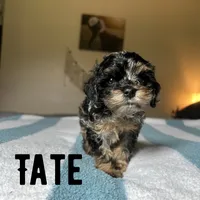 Tate, a male Cockapoo for sale in Texarkana, AR – 3 of 5