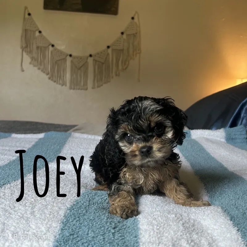 Joey – Cockapoo puppy for sale in Texarkana, AR