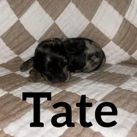Tate, a male Cockapoo for sale in Glenwood, AR – 4 of 5