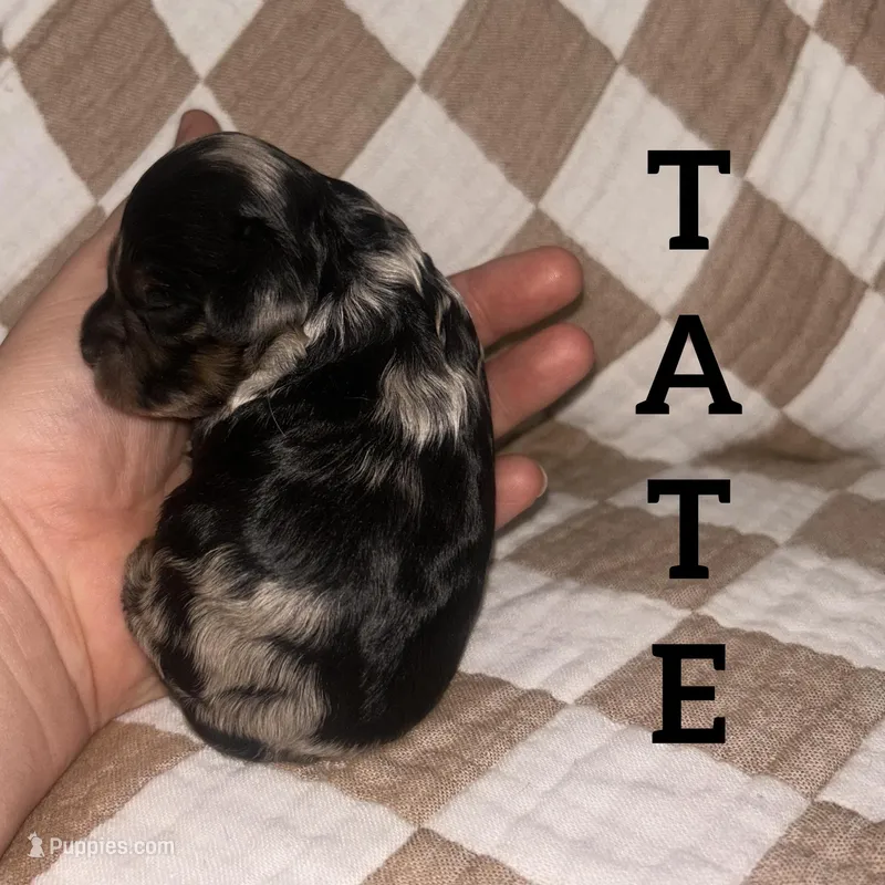 Tate – Cockapoo puppy for sale in Glenwood, AR