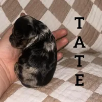 Tate, a male Cockapoo for sale in Glenwood, AR – 1 of 5