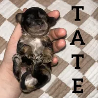 Tate, a male Cockapoo for sale in Glenwood, AR – 3 of 5