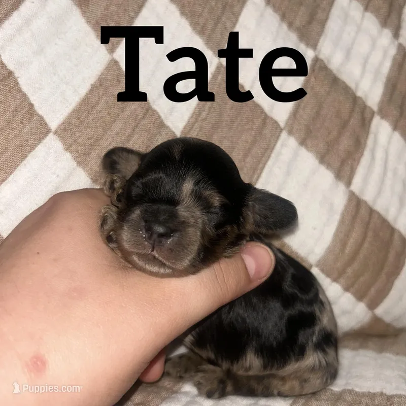 Tate – Cockapoo puppy for sale in Texarkana, AR