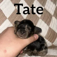 Tate, a male Cockapoo for sale in Glenwood, AR – 2 of 5