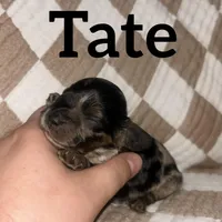 Tate, a male Cockapoo for sale in Glenwood, AR – 5 of 5