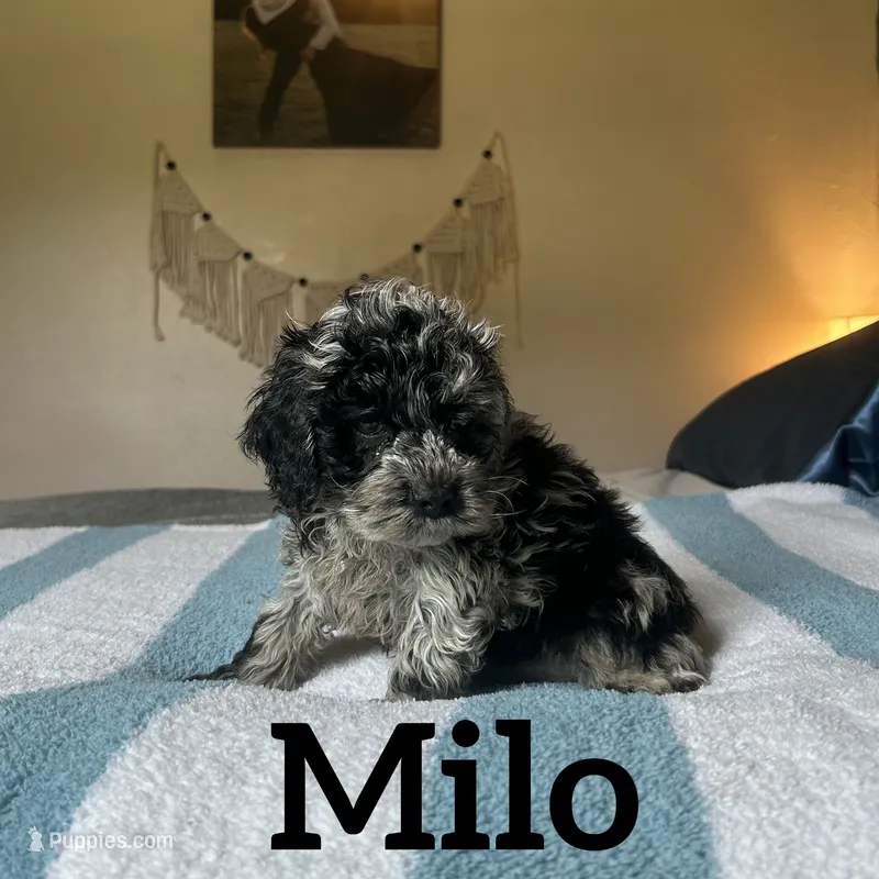 Milo – Cockapoo puppy for sale in Texarkana, AR