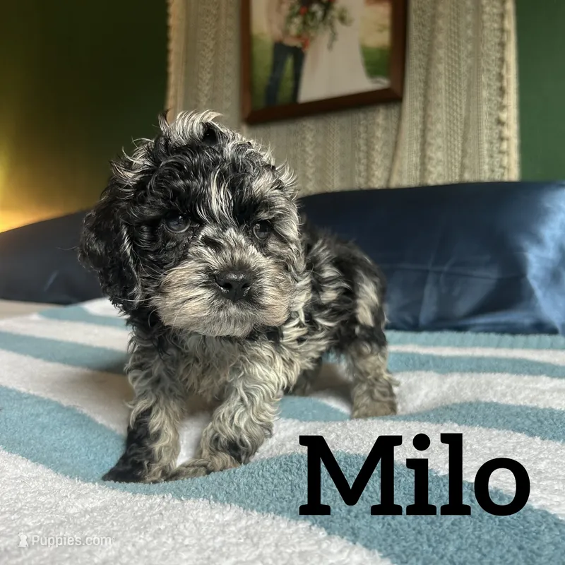 Milo – Cockapoo puppy for sale in Texarkana, AR