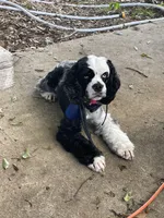 Pebbles, a female Cocker Spaniel for sale in Texarkana, AR – 2 of 5