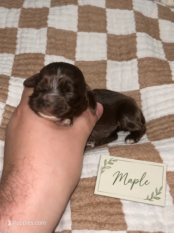 Maple – Cocker Spaniel puppy for sale in Texarkana, AR
