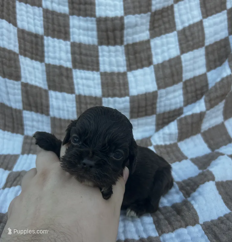 Aspen – Cocker Spaniel puppy for sale in Texarkana, AR