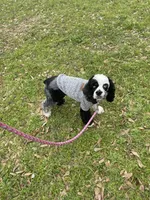 Pebbles, a female Cocker Spaniel for sale in Texarkana, AR – 5 of 5