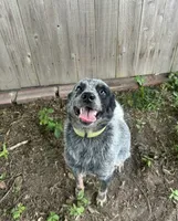 Nugget, a male Australian Cattle Dog for sale in Texarkana, AR – 3 of 3