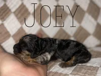 Joey, a male Cockapoo for sale in Glenwood, AR – 2 of 6
