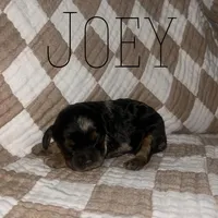 Joey, a male Cockapoo for sale in Glenwood, AR – 5 of 6