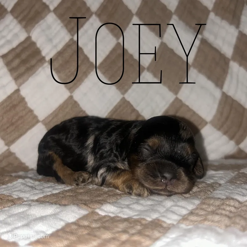 Joey – Cockapoo puppy for sale in Glenwood, AR